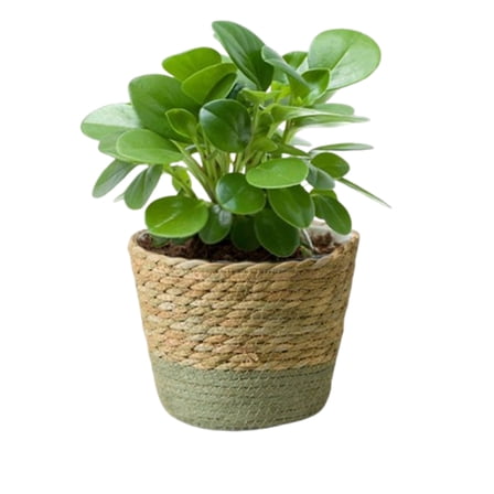 Bxaolu Plant Basket, 1-Pack Plant Basket Indoor with Plastic Liner, Woven Planters Flower Basket, Planter Basket for Rustic Boho Home Farmhouse Floor Potted Pots Decor (L, Green)