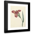 thumbnail image 1 of C.J. Kruimel 11x14 Black Modern Framed Museum Art Print Titled - Bloem with the Name Ferraria Tigrina (1817-05-17), 1 of 5