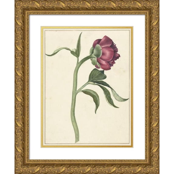 C.J. Kruimel 19x24 Gold Ornate Framed and Double Matted Museum Art Print Titled - Flower of the Peony (1700)