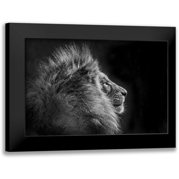 C. Sink, Jeffrey 14x11 Black Modern Framed Museum Art Print Titled - Simba In Monochrome