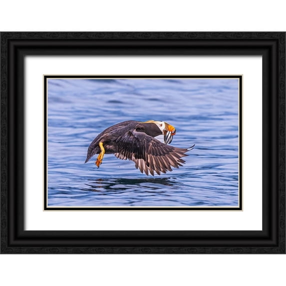 C. Sink, Jeffrey 14x11 Black Ornate Wood Framed with Double Matting Museum Art Print Titled - Q...Teach A Puffin To Fish....