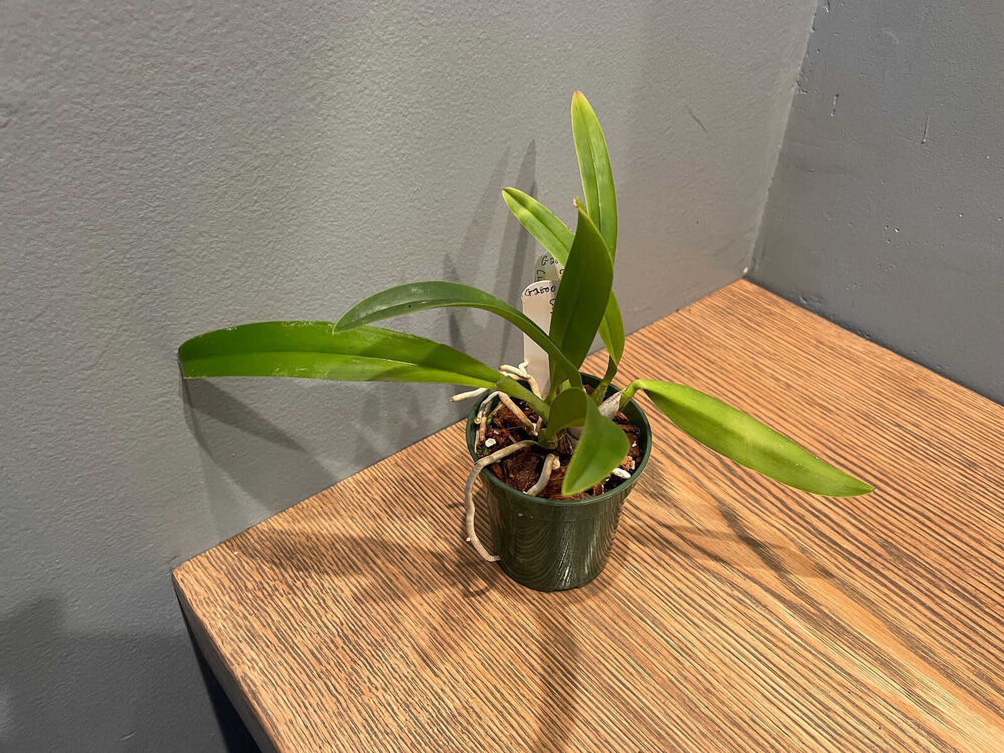 C. lueddemanniana (`Loreelei' x `Augusto') Species Cattleya Orchid