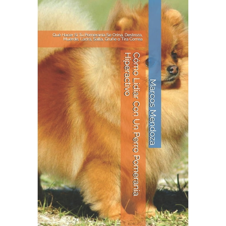 Cómo Lidiar Con Un Perro Pomerania Hiperactivo Qué Hacer Si Tu