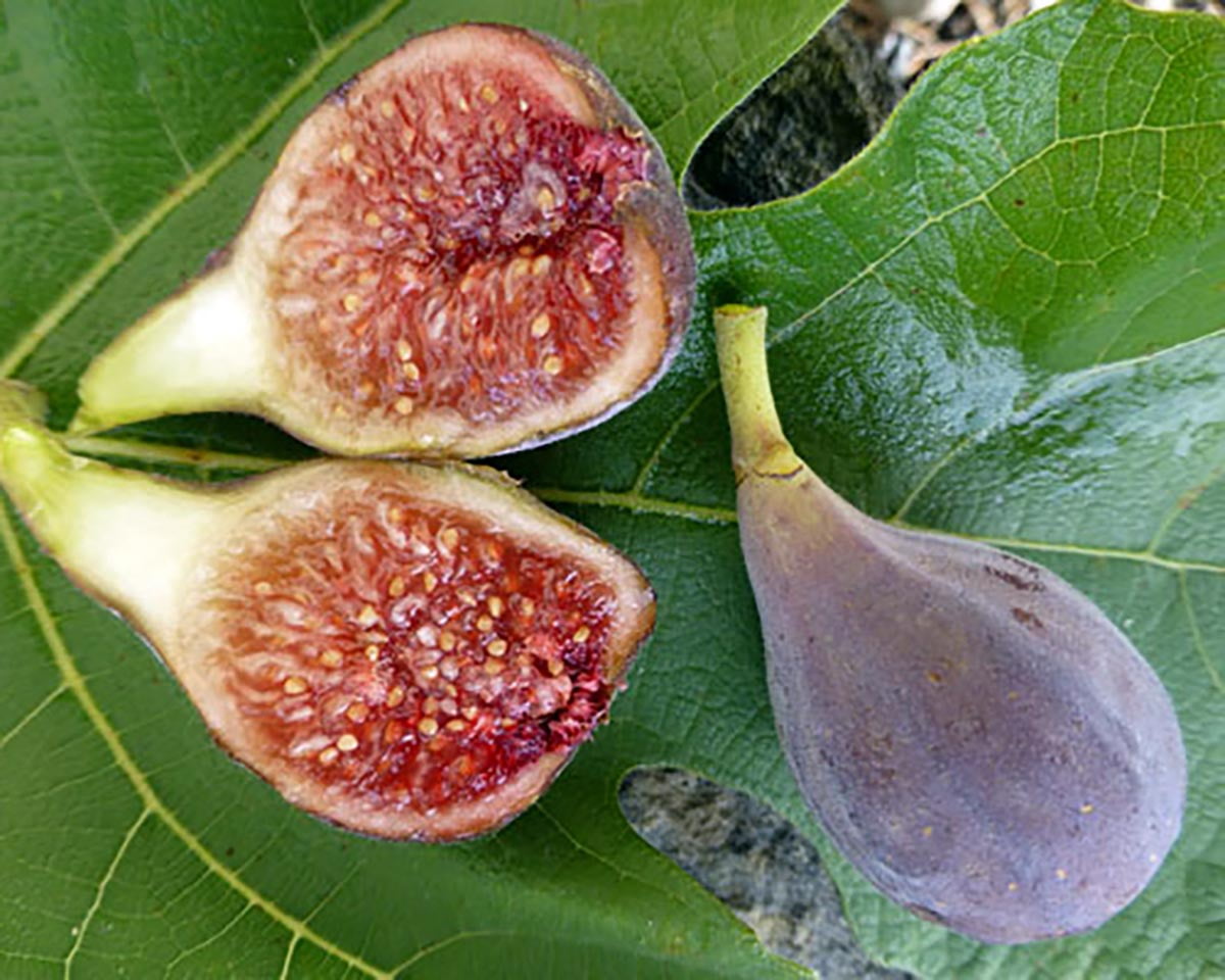 C's Red Edible Fig Plant - Ficus carica - Sweet - Live Indoor - 2.5 ...