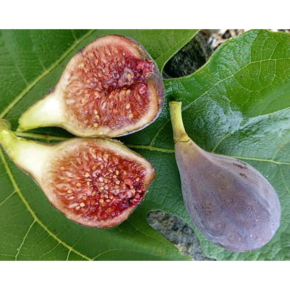 C's Red Edible Fig Plant - Ficus carica - Sweet - 2.5" Pot