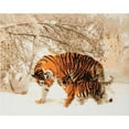 thumbnail image 1 of CA Kit (Large) - Winter Tigers, 1 of 1