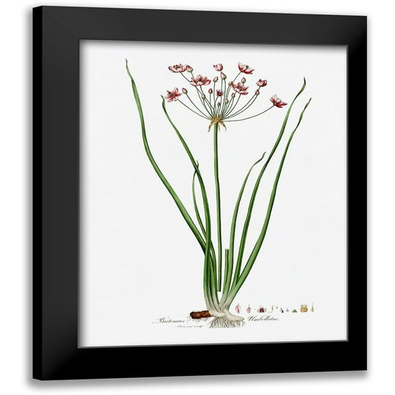 CAD Designs 12x14 Black Modern Framed Museum Art Print Titled - Rose Botanical II