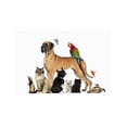 thumbnail image 1 of CADecor Group Of Pets Non-Slip Indoor/Outdoor Doormat 23.6x15.7 inches, 1 of 1