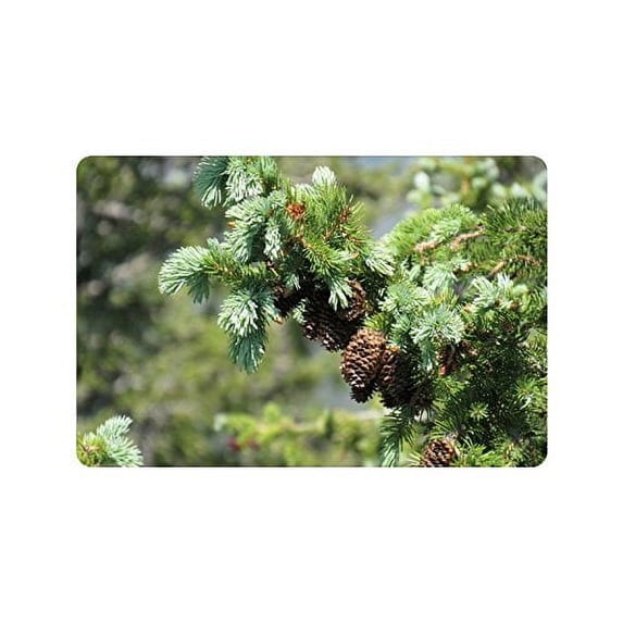 CADecor Pine Cones Non-Slip Indoor/Outdoor Doormat 23.6x15.7 inches