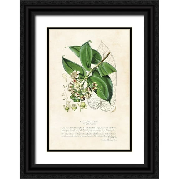 CAG 11x14 Black Ornate Wood Framed with Double Matting Museum Art Print Titled - Himalayan Plants - Duabanga sonneratioides