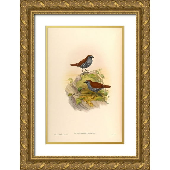 CAG 11x14 Gold Ornate Wood Framed with Double Matting Museum Art Print Titled - Drymochares Stellatus