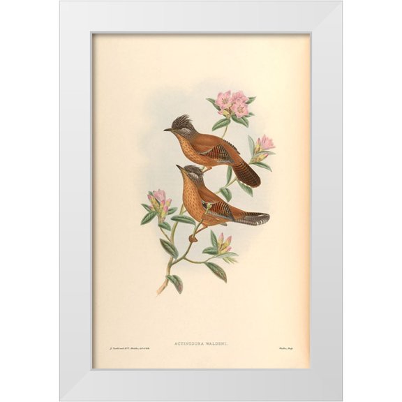 CAG 11x14 White Modern Wood Framed Museum Art Print Titled - Actinodura Waldeni