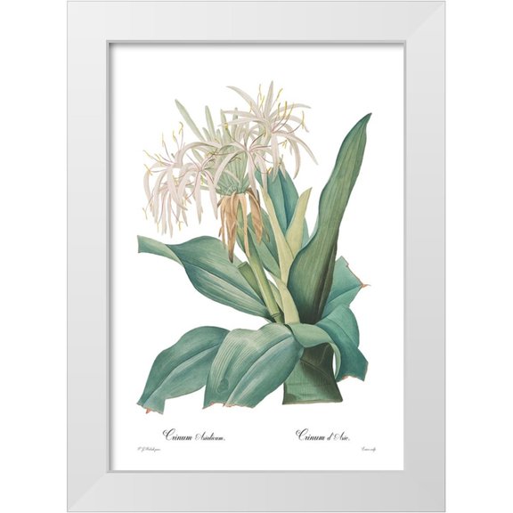 CAG 11x14 White Modern Wood Framed Museum Art Print Titled - Crinum asiaticum