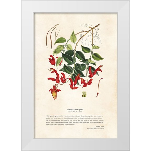 CAG 11x14 White Modern Wood Framed Museum Art Print Titled - Himalayan Plants - Aeschynanthes peelii