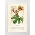 thumbnail image 1 of CAG 11x14 White Modern Wood Framed Museum Art Print Titled - Himalayan Plants - Hodgsonia heteroclita, 1 of 4