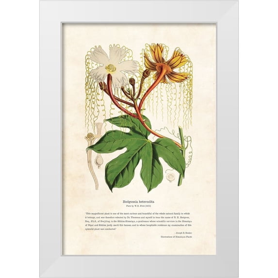 CAG 11x14 White Modern Wood Framed Museum Art Print Titled - Himalayan Plants - Hodgsonia heteroclita