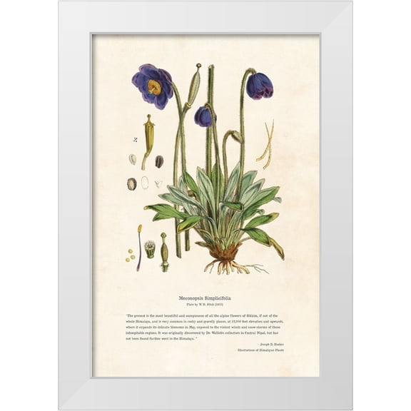 CAG 11x14 White Modern Wood Framed Museum Art Print Titled - Himalayan Plants - Meconopsis simplicifolia