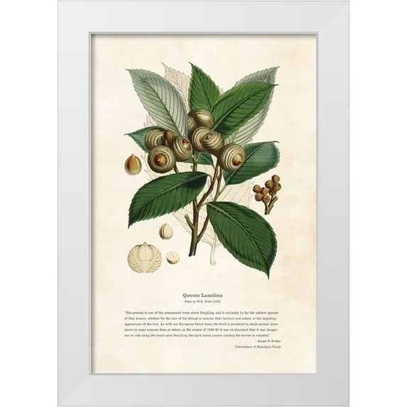 CAG 11x14 White Modern Wood Framed Museum Art Print Titled - Himalayan Plants - Quercus lamellosa
