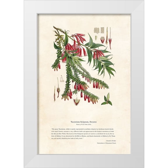 CAG 11x14 White Modern Wood Framed Museum Art Print Titled - Himalayan Plants - Vaccinium salignum, Serpens