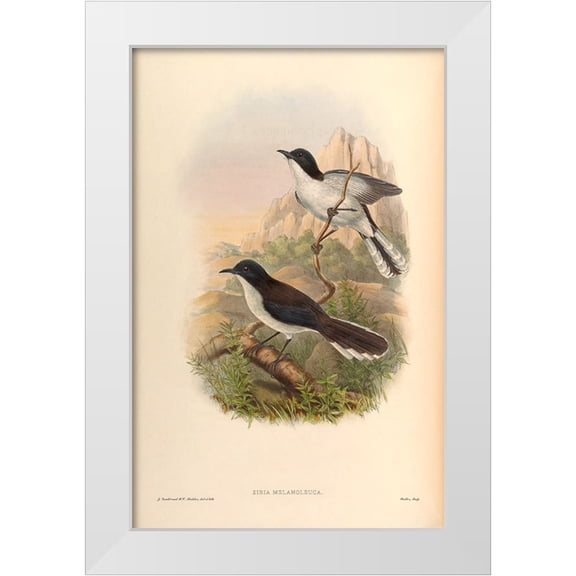 CAG 11x14 White Modern Wood Framed Museum Art Print Titled - Sibia Melanoleuca