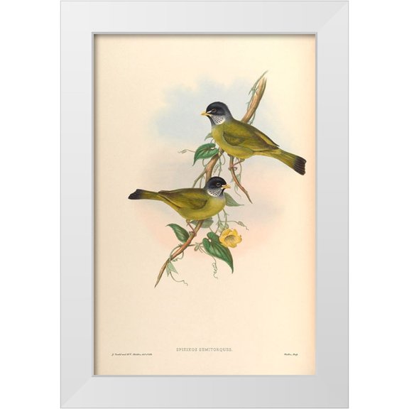 CAG 11x14 White Modern Wood Framed Museum Art Print Titled - Spizixos Semitorques