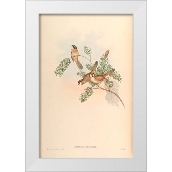 CAG 11x14 White Modern Wood Framed Museum Art Print Titled - Suthora Nipalensis