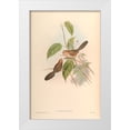 thumbnail image 1 of CAG 11x14 White Modern Wood Framed Museum Art Print Titled - Suthora Webbiana, 1 of 4