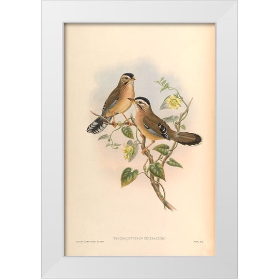 CAG 11x14 White Modern Wood Framed Museum Art Print Titled - Trochalopteron Cineraceum