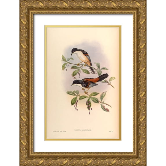 CAG 13x18 Gold Ornate Wood Framed with Double Matting Museum Art Print Titled - Lioptila Annectans
