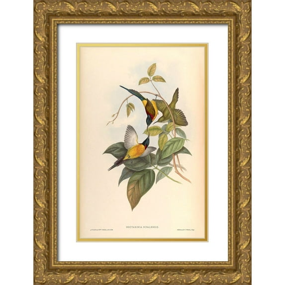CAG 13x18 Gold Ornate Wood Framed with Double Matting Museum Art Print Titled - Nectarinia Nipalensis
