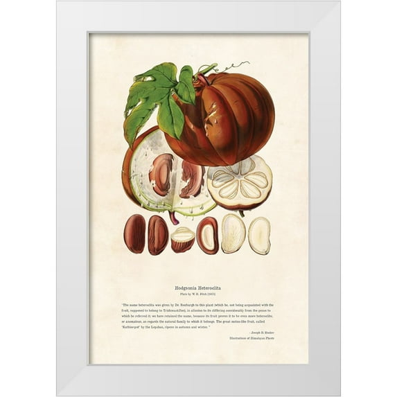 CAG 13x18 White Modern Wood Framed Museum Art Print Titled - Himalayan Plants - Hodgsonia heteroclita Fruit