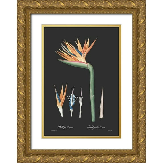 CAG 14x18 Gold Ornate Wood Framed with Double Matting Museum Art Print Titled - Strelitzia reginoe - Dark