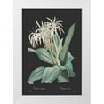 thumbnail image 1 of CAG 14x18 White Modern Wood Framed Museum Art Print Titled - Crinum asiaticum - Dark, 1 of 4