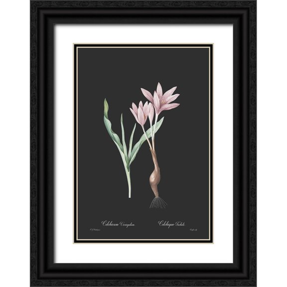 CAG 18x24 Black Ornate Wood Framed with Double Matting Museum Art Print Titled - Colchicum variegatum - Dark