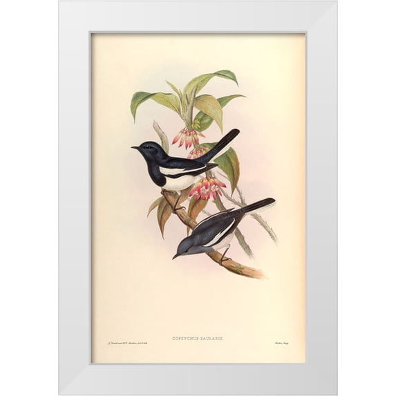 CAG 22x32 White Modern Wood Framed Museum Art Print Titled - Copsychus Saularis