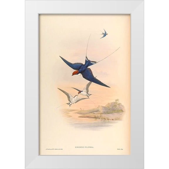 CAG 22x32 White Modern Wood Framed Museum Art Print Titled - Hirundo Filifera