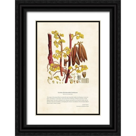 CAG 23x32 Black Ornate Wood Framed with Double Matting Museum Art Print Titled - Himalayan Plants - Cyrtosia (Erythrorchis) lindleyana
