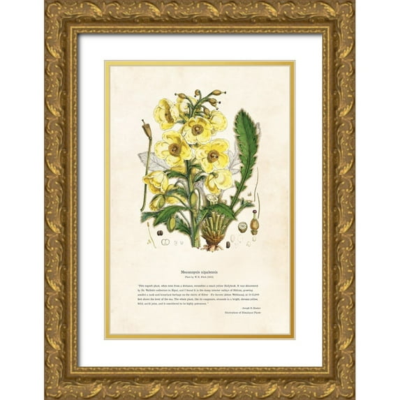 CAG 23x32 Gold Ornate Wood Framed with Double Matting Museum Art Print Titled - Himalayan Plants - Meconopsis nipalensis