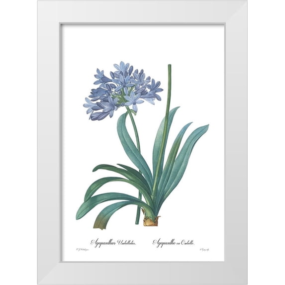 CAG 23x32 White Modern Wood Framed Museum Art Print Titled - Agapanthus umbellatus