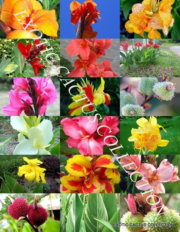 CANNA LILY MIX, exotic tropical flowering pond ginger lilies bulbs seed 20 SEEDS