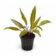 Canton Aquatics Cryptocoryne Lutea Live Aquarium Plant, Bare Root 3-5 Inches