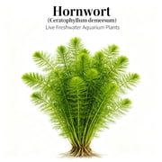 Canton Aquatics Live Hornwort (Ceratophyllum demersum) Freshwater Aquarium Plant - Low Light, Beginner-Friendly - BUY2 GET1 FREE