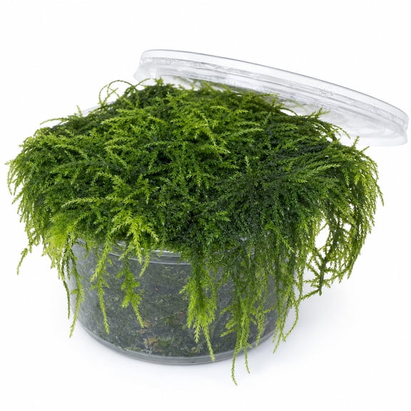 Weeping Moss Live Freshwater Aquarium Plant Foreground 4 oz Cup