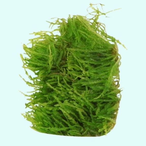 Weeping Moss Vesicularia Ferriei Size: 4 Ounce Cup Live Aquarium Plants BUY 2 GET 1 FREE