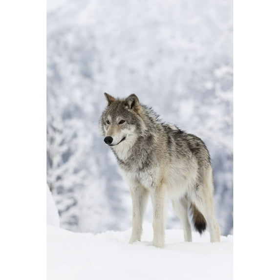 CAPTIVE: Female Tundra Wolf in snow Alaska Wildlife Conservation Center Southcentral Alaska Poster Print by Doug Linds