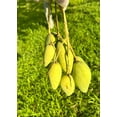CARABAO Grafted Rare MANGO Tree 3Gal Pot Ready To Fruit Ship UPS