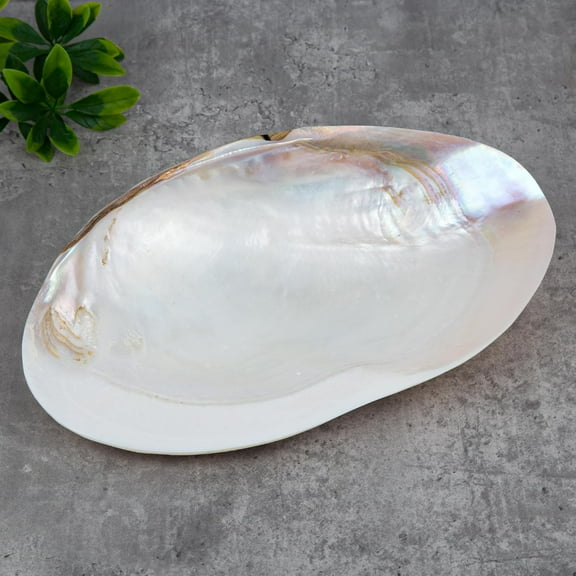 CATPAN 11" Natural Seashell Decorative Bowl (Note: A base is required.) Extra Large Polishing Clam Shell Bowl for Crafts & Coastal Nautical Home,Beach Party Wedding Shell Home Decor
