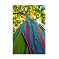 thumbnail image 1 of Trademark Fine Art CATeyes Rainbow Eucalyptus Tree Canvas Wall Art - 16x24, 1 of 5