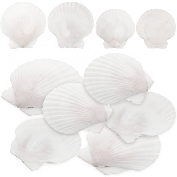 CCOCC 2026 New 10Pcs White Scallops Shell Seashells Large Natural Shell Embellishment Craft Material for Crafting,Decoration,Diy Projects,Beach-Themed Decor,Jewelry Making.