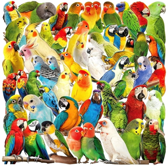 CCOCC 50 Pcs Colorful Parrot Stickers Pack for Teens Adults,Cute Bird Cartoon Vinyl Decals Waterproof for Water Bottle Laptop Luggage Skateboard Kindle Computer Phone Tumble